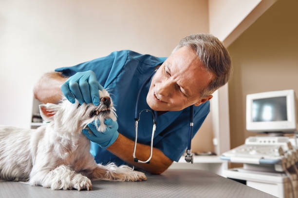 Best Emergency Gum Treatment in Golden Beach, MD